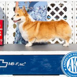 Marty McFly - Pembroke Welsh Corgi
