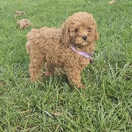 Franky - Red  male Poodle puppy in Queens, New York from Pawfect Soul Puppies