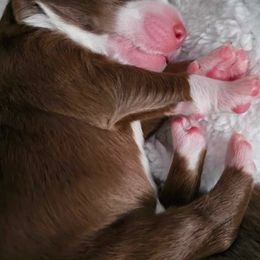 Australian Shepherd Puppies from Ashe's Aussies
