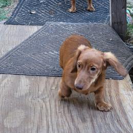 Dachshund Puppies from CLARK'S BREEDING PROGRAM
