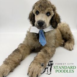 Poodle Puppies from Forest City Standard Poodles