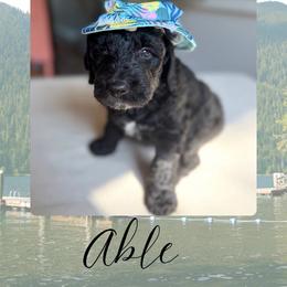 Able - Black and white male Bernedoodle puppy in Gales Ferry, Connecticut from Schweers Goldens and Doodles