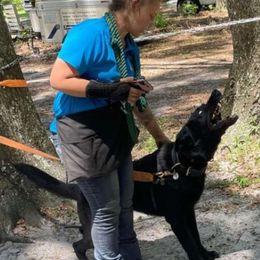 Wakanda - German Shepherd