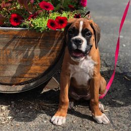 Boxer Puppies from Serenity Boxers