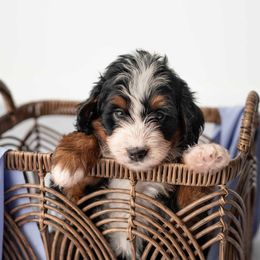 Bernedoodle puppies from Sleepy Hollow Acres