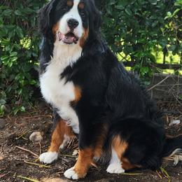 Bernese Mountain Dogs from Triple Heart Bernese Mountain Dogs