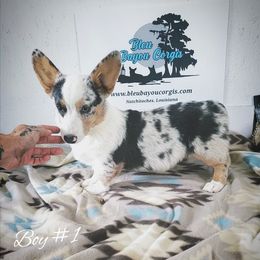 Boy 1 - Blue merle and white male American Corgi puppy in Natchitoches. La, Louisiana from Bleu Bayou Corgis