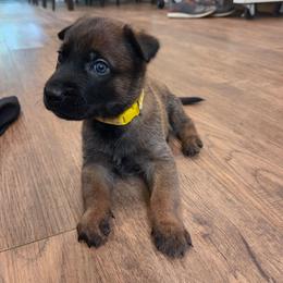 Bashful - Fawn male Belgian Malinois puppy in Signal Mountain, Tennessee from Torgun Police Dogs