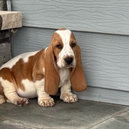 Lenny-Black collar - Red and white male Basset Hound puppy in Inman, Nebraska from Sandhill Hounds of Nebraska