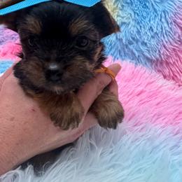 Orange - Blue and gold male Yorkshire Terrier puppy in Milton, Florida from Sassenach Yorkie Kennels
