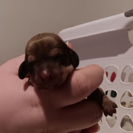 Smallest girl - Cream female Dachshund puppy in Howell, Michigan from Em-Me's Royal 'n Loyal Dachshunds