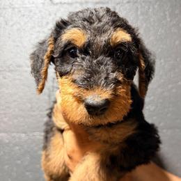 Orange aka Kobe - Black and tan male Airedale Terrier puppy in Mooresville, North Carolina from Farm 55