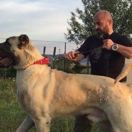 Turkish Boz Shepherds from Natural Born Guardians