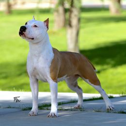 Peaches - American Staffordshire Terrier
