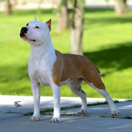 Peaches - American Staffordshire Terrier