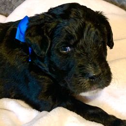 Aussiedoodle Puppies from Valley Doodles
