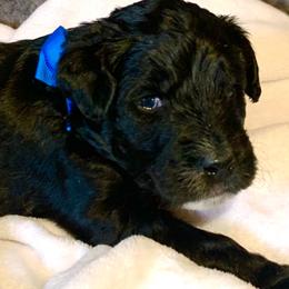 Aussiedoodle Puppies from Valley Doodles