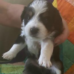 Brodie-brown - Tri-color male Bernedoodle puppy in Lynch Station, Virginia from Mini Bernedoodles by Ziva & Zac
