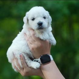 Lola - Light golden female Golden Retriever puppy in Saint Joe, Indiana from Golden Acres Farm