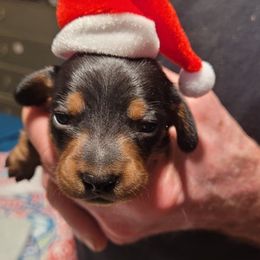 Dachshunds from Nanas Weiners