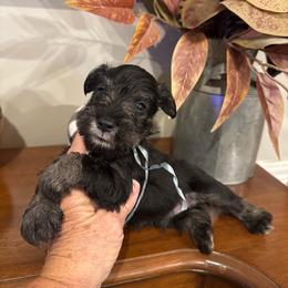 Jovi - Salt and pepper male Miniature Schnauzer puppy in Thomasville, Georgia from D’Elegant Paws