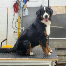 Lana - Bernese Mountain Dog