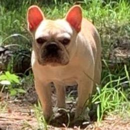 Boxers and French Bulldogs from Janis Whalen