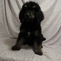 Aussiedoodle, Australian Shepherd, and Poodle Puppies from Kay Kay's Pupper Patch