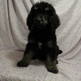 Aussiedoodle, Australian Shepherd, and Poodle Puppies from Kay Kay's Pupper Patch