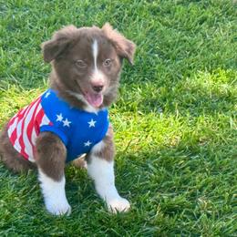 Louis - Red & white male Miniature Australian Shepherd puppy in California from Eagle River Aussies