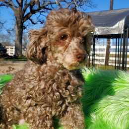 Baby Girl - Poodle