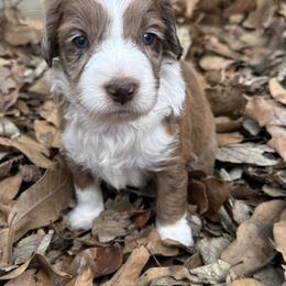 Girl 2 - Brown merle female Aussiedoodle puppy in Hillsboro, Illinois from Perfect Paws Puppies