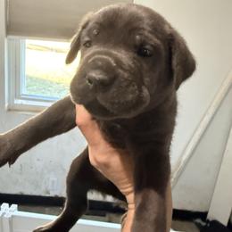 Blue - Gray male Cane Corso puppy in Sullivan, Missouri from Midwest Cane Corso in Action
