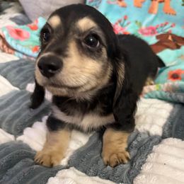 Black and cream Male - Black and cream male Dachshund puppy in Cutler Bay, Florida from Dadecounty’s Dachshunds