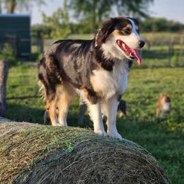 Emmie - Australian Shepherd