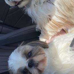 Shih Tzus from Legends Farm