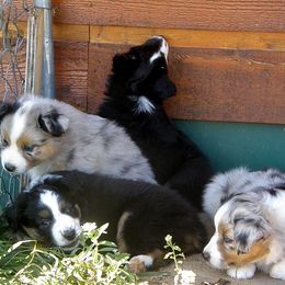 Miniature American Shepherd Puppies from Blue Moon Mini Shepherds