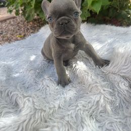Vanguard - Blue French Bulldog puppy in Arizona from Prickly Pear Kennels