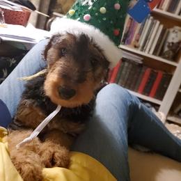 Miss Purple - Black and tan female Airedale Terrier puppy in Fluvanna County, Virginia from Arily Airedales