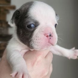 French Bulldog Puppies from Stephanie Jones