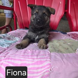 Fiona - Sable female German Shepherd puppy in Cave City, Arkansas from Bayou Valley Shepherds and American Hunt Terriers