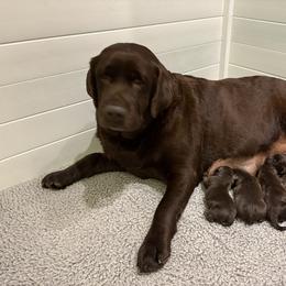 Frederica - Chocolate female Labrador Retriever puppy in Turner, Maine from Bear Pond Retrievers