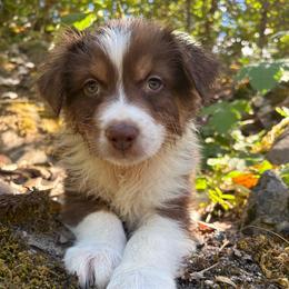 Henry - Red tri-color male Australian Shepherd puppy in Grants Pass, Oregon from Carmel Mountain Aussies