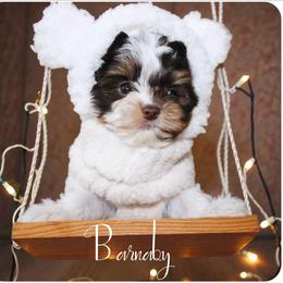 Barnaby - Chocolate, tan and white male Yorkshire Terrier puppy in Warren, Michigan from Danielle's Yorkie & Shih Tzu Babies