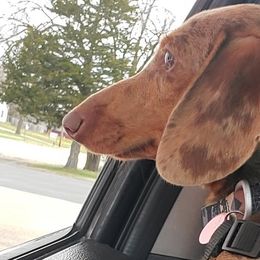 Dachshunds from Rolling S Ranch Doxies