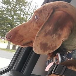 Dachshunds from Rolling S Ranch Doxies