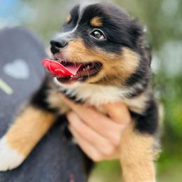 Stark - Black tri male Toy Australian Shepherd puppy in Luling, Texas from Little Wood Toy and Mini Aussies