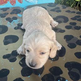 Ee red male 1 - Cream male Dachshund puppy in Hawley, Texas from Foxy’s Dachshunds & Toy Aussies
