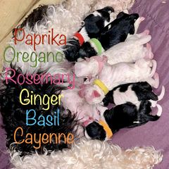 Shichon puppies from Kinzor Kennels