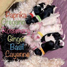 Shichon puppies from Kinzor Kennels